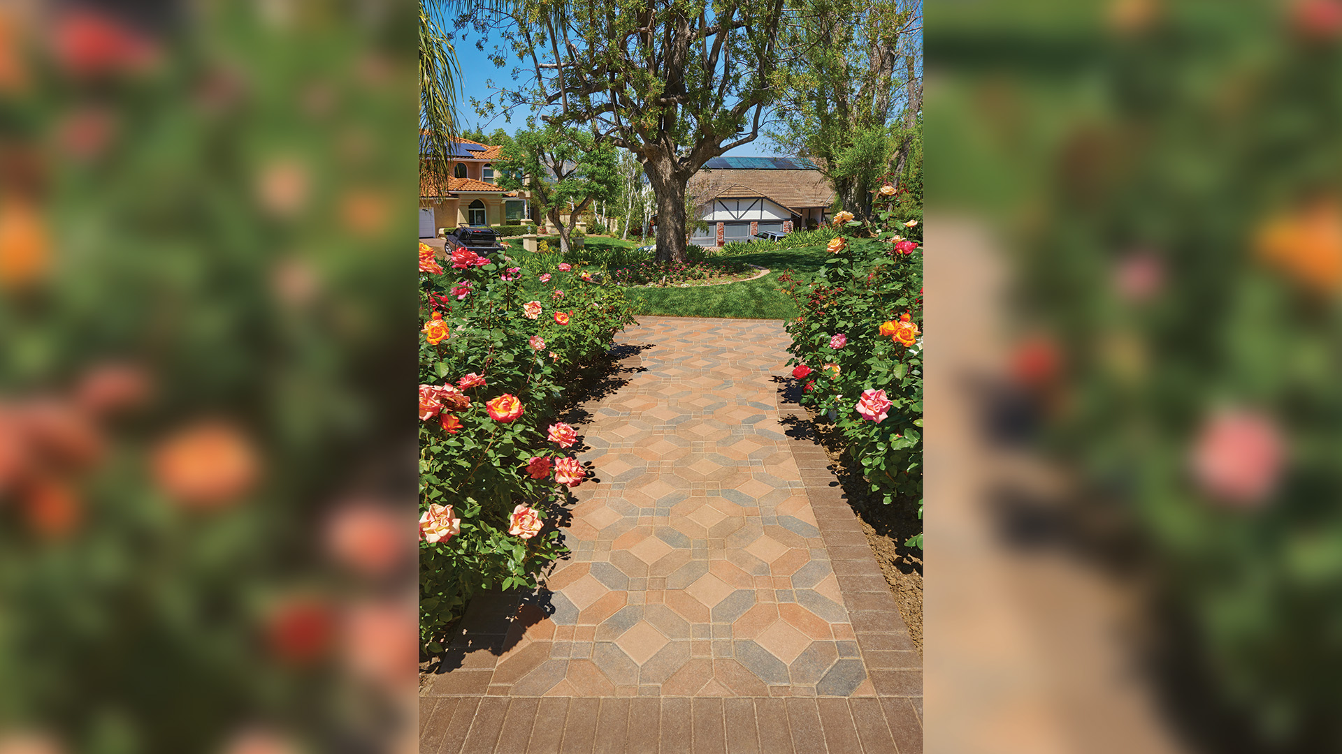walkway encased with beautiful rose bushes on both sides. walkway is covered with 50/50 field blend cream brown charcoal and cream terracotta brown symetry paving stones installed in a venetian parquet pattern. walkway border is solid brown holland paving stones.