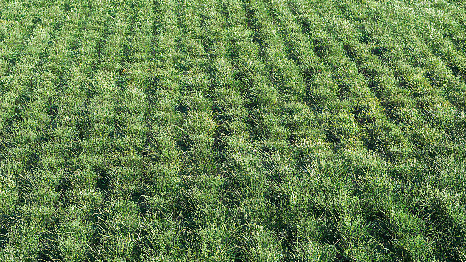 close up of the greenbelt allows natural grass to grow while providing a driveable surface.